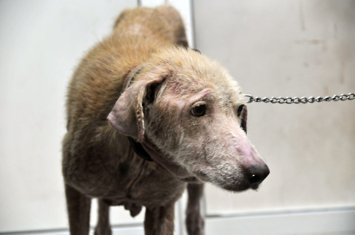 These Abused Dogs Were Rescued From The Streets By A Shelter And Made A Spectacular Recovery