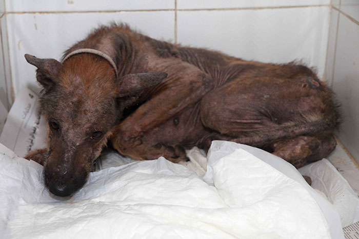 These Abused Dogs Were Rescued From The Streets By A Shelter And Made A Spectacular Recovery These Abused Dogs Were Rescued From The Streets By A Shelter And Made A Spectacular Recovery