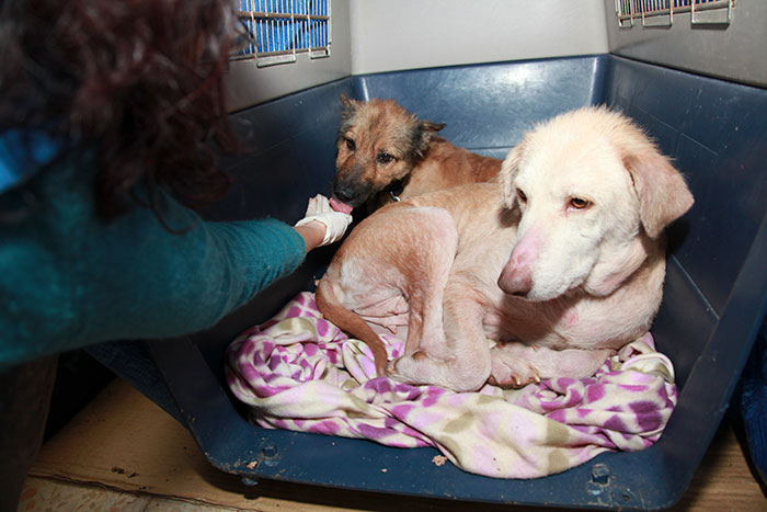 These Abused Dogs Were Rescued From The Streets By A Shelter And Made A Spectacular Recovery These Abused Dogs Were Rescued From The Streets By A Shelter And Made A Spectacular Recovery
