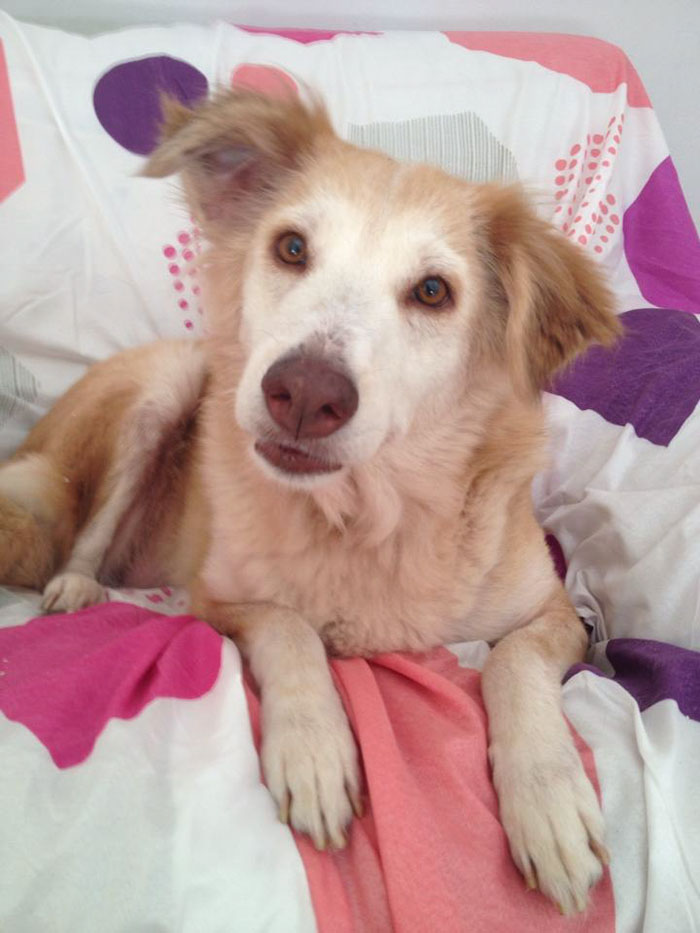 These Abused Dogs Were Rescued From The Streets By A Shelter And Made A Spectacular Recovery These Abused Dogs Were Rescued From The Streets By A Shelter And Made A Spectacular Recovery