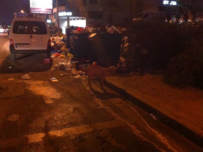 These Abused Dogs Were Rescued From The Streets By A Shelter And Made A Spectacular Recovery