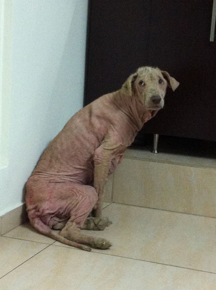 These Abused Dogs Were Rescued From The Streets By A Shelter And Made A Spectacular Recovery
