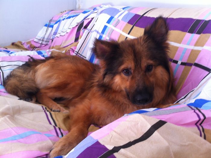 These Abused Dogs Were Rescued From The Streets By A Shelter And Made A Spectacular Recovery These Abused Dogs Were Rescued From The Streets By A Shelter And Made A Spectacular Recovery