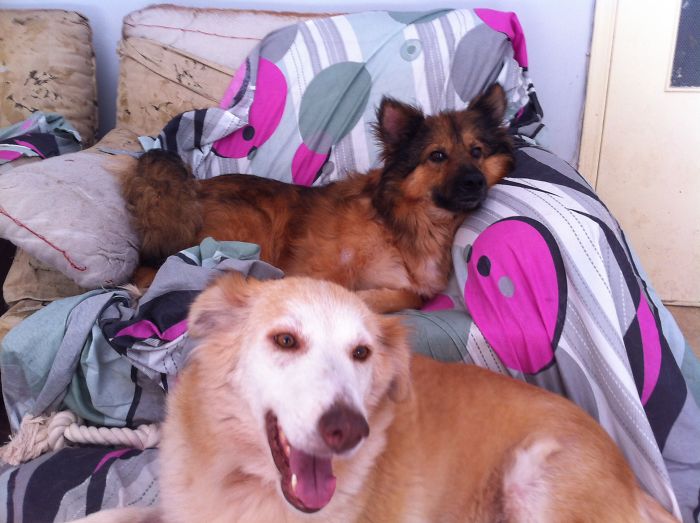 These Abused Dogs Were Rescued From The Streets By A Shelter And Made A Spectacular Recovery