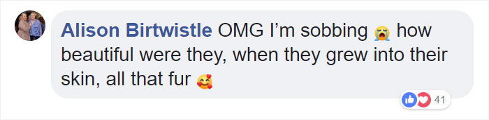 These Abused Dogs Were Rescued From The Streets By A Shelter And Made A Spectacular Recovery