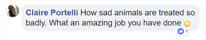 These Abused Dogs Were Rescued From The Streets By A Shelter And Made A Spectacular Recovery These Abused Dogs Were Rescued From The Streets By A Shelter And Made A Spectacular Recovery