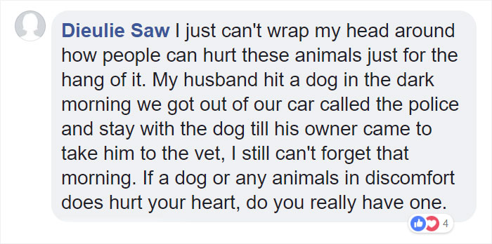 These Abused Dogs Were Rescued From The Streets By A Shelter And Made A Spectacular Recovery