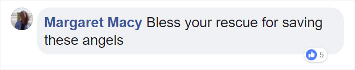 These Abused Dogs Were Rescued From The Streets By A Shelter And Made A Spectacular Recovery