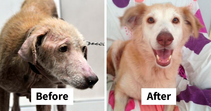These Abused Dogs Were Rescued From The Streets By A Shelter And Made A Spectacular Recovery