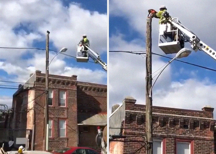 Verizon Suspends Worker Who Rescued Cat Using His Work Equipment Verizon Suspends Worker Who Rescued Cat Using His Work Equipment