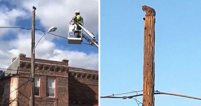 Verizon Suspends Worker Who Rescued Cat Using His Work Equipment