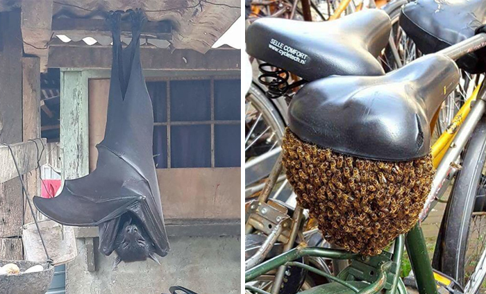 30 Veces que la naturaleza nos hizo decir NO (AVISO: puede darte bastante miedo)