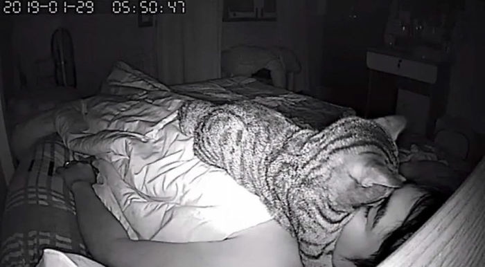 Man Sets Up Secret Camera To Record What His Cat Does At Night And It's Hilarious Man Sets Up Secret Camera To Record What His Cat Does At Night And It's Hilarious