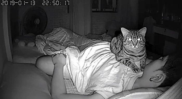 Man Sets Up Secret Camera To Record What His Cat Does At Night And It's Hilarious Man Sets Up Secret Camera To Record What His Cat Does At Night And It's Hilarious