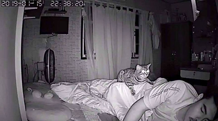 Man Sets Up Secret Camera To Record What His Cat Does At Night And It's Hilarious Man Sets Up Secret Camera To Record What His Cat Does At Night And It's Hilarious