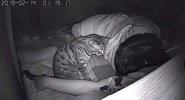 Man Sets Up Secret Camera To Record What His Cat Does At Night And It's Hilarious Man Sets Up Secret Camera To Record What His Cat Does At Night And It's Hilarious