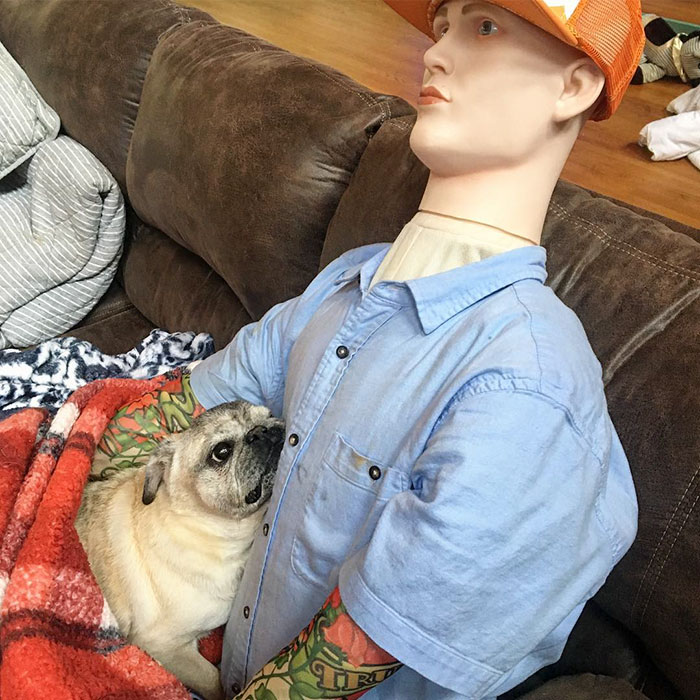 This Dog Has Separation Anxiety And Can't Sleep Without His Human, So The Owner Bought Him A Mannequin This Dog Has Separation Anxiety And Can't Sleep Without His Human, So The Owner Bought Him A Mannequin
