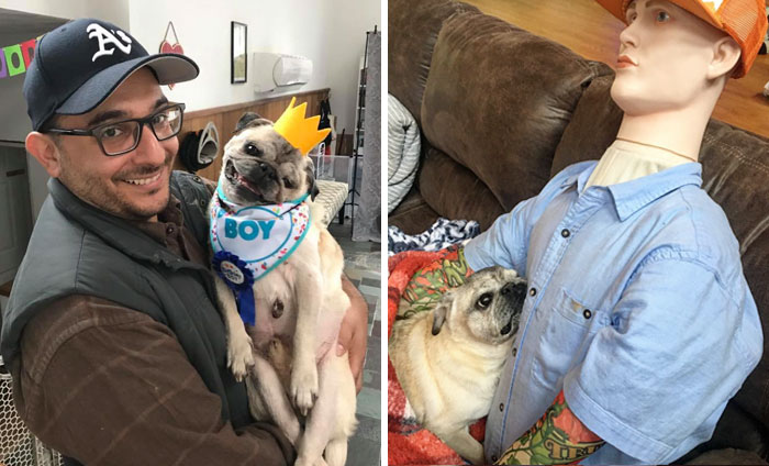 This Dog Has Separation Anxiety And Can’t Sleep Without His Human, So The Owner Bought Him A Mannequin