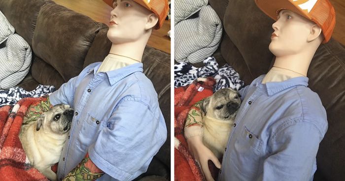 This Dog Has Separation Anxiety And Can’t Sleep Without His Human, So The Owner Bought Him A Mannequin