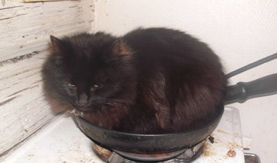 stekpannekatt.jpg
