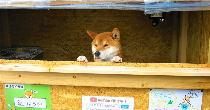 This Roast Potato Store In Japan Is Managed By A Shiba