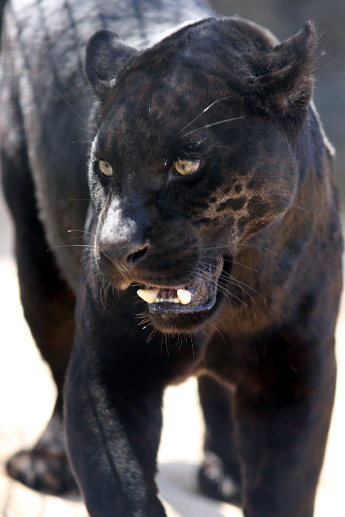 Zoo Confirms That The Jaguar Who Attacked A Woman Trying To Take A Selfie With Her Won't Be Put Down Zoo Confirms That The Jaguar Who Attacked A Woman Trying To Take A Selfie With Her Won't Be Put Down