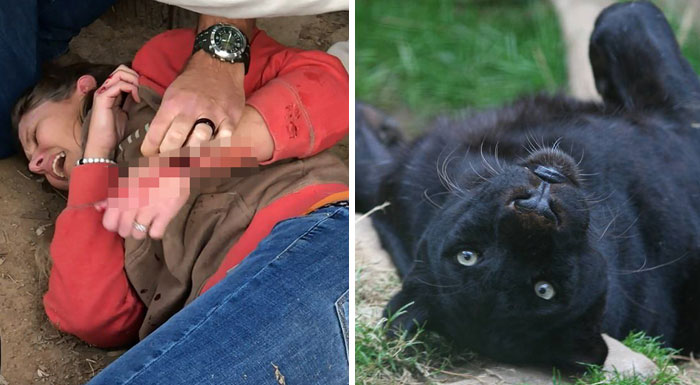 Este zoo confirma que el jaguar que atacó a una mujer que intentaba hacerse un selfie con él no será sacrificado