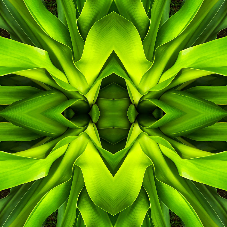 Flora - Phuket, Thailand