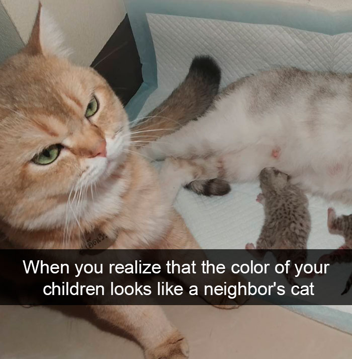 Cat-Snapchats
