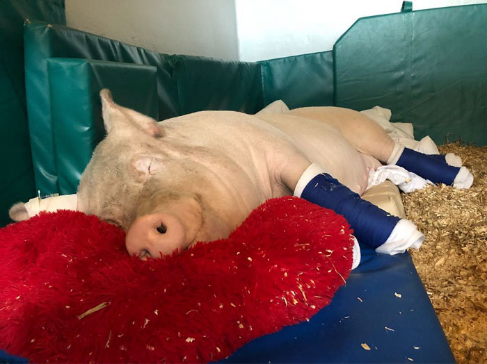 Couple Thinks They Adopted A Mini-Pig, Keeps Her As A Pet Even After It Grows To Be 650 Lbs