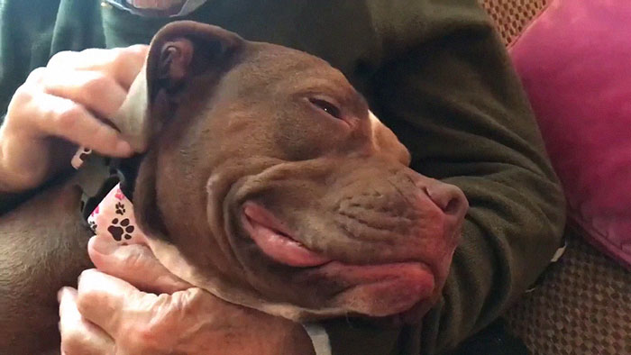 Patrick Stewart Has A New Foster Dog And Their Bond Is Adorable Patrick Stewart Has A New Foster Dog And Their Bond Is Adorable