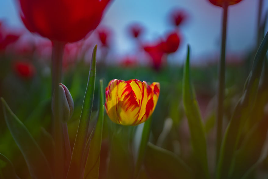 Amazing Footage Of The Dutch Tulips