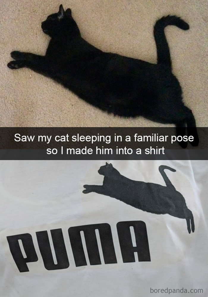Cat-Snapchats