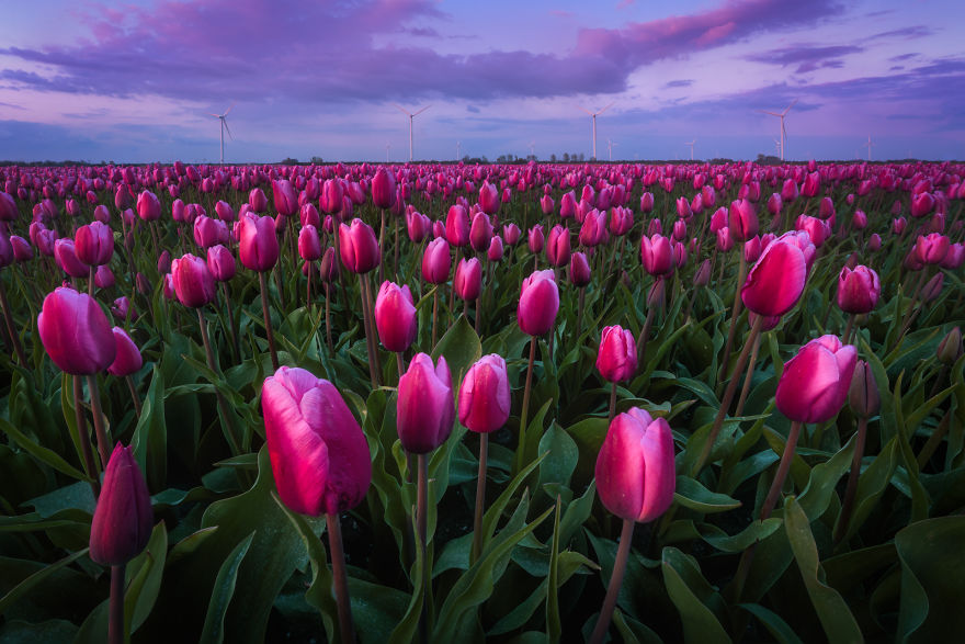 Amazing Footage Of The Dutch Tulips