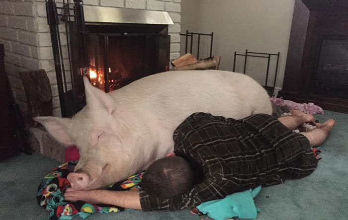 Couple Thinks They Adopted A Mini-Pig, Keeps Her As A Pet Even After It Grows To Be 650 Lbs Couple Thinks They Adopted A Mini-Pig, Keeps Her As A Pet Even After It Grows To Be 650 Lbs