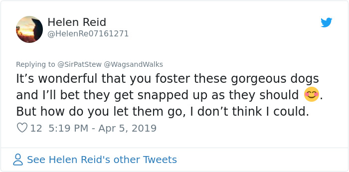 Patrick Stewart Has A New Foster Dog And Their Bond Is Adorable Patrick Stewart Has A New Foster Dog And Their Bond Is Adorable