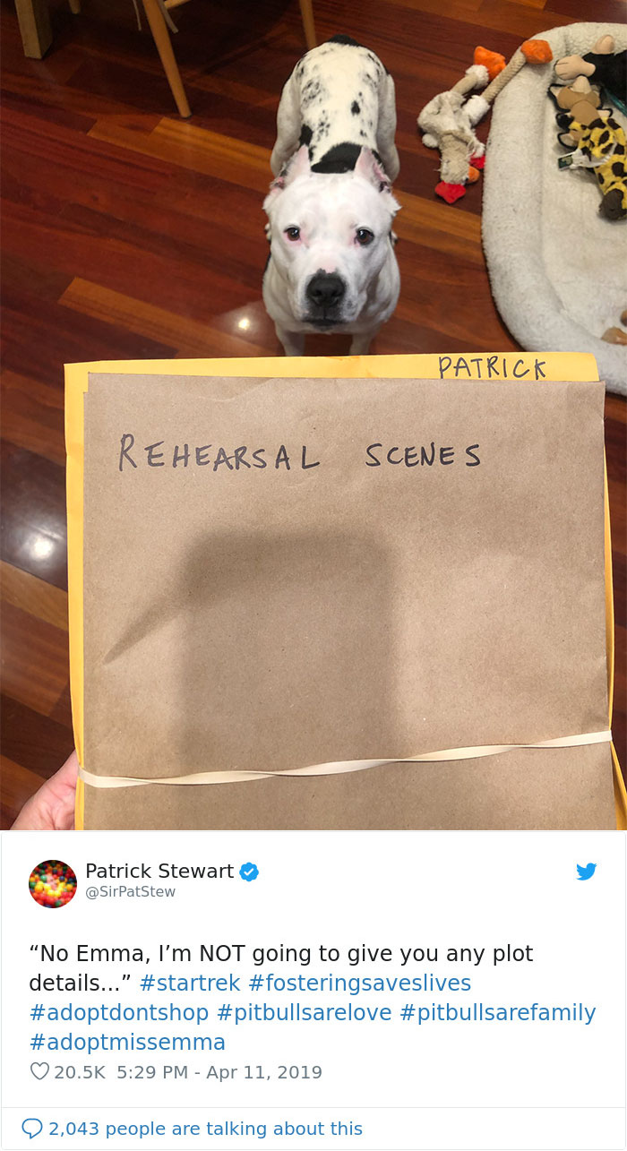 Patrick Stewart Has A New Foster Dog And Their Bond Is Adorable Patrick Stewart Has A New Foster Dog And Their Bond Is Adorable