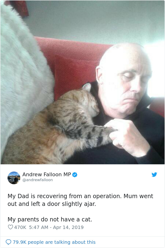 Man Recovering From Surgery Wakes Up To A Stranger Cat Cuddling Him Man Recovering From Surgery Wakes Up To A Stranger Cat Cuddling Him