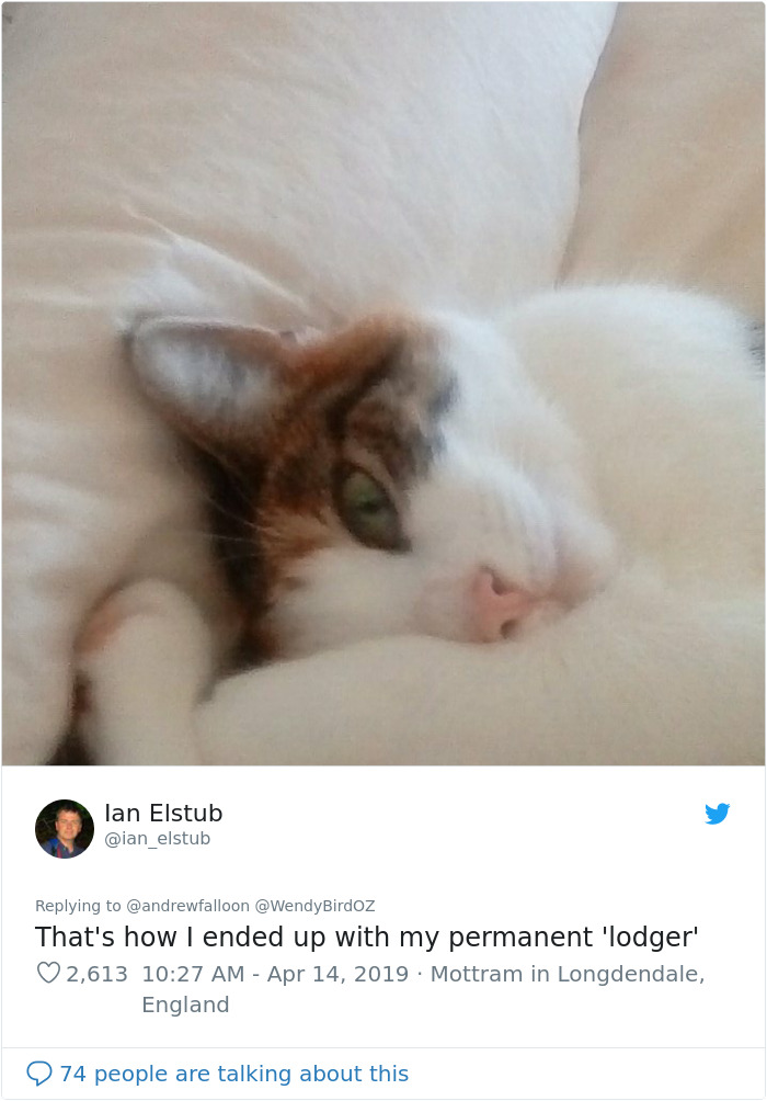 Man Recovering From Surgery Wakes Up To A Stranger Cat Cuddling Him