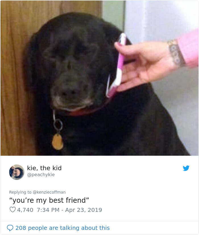 These Two Cats Fell In Love After Seeing Each Other Through Windows, Their Owners Make Sure They Get A Date These Two Cats Fell In Love After Seeing Each Other Through Windows, Their Owners Make Sure They Get A Date