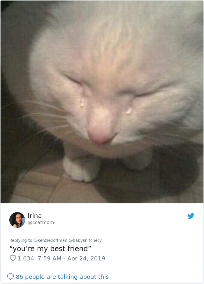 These Two Cats Fell In Love After Seeing Each Other Through Windows, Their Owners Make Sure They Get A Date