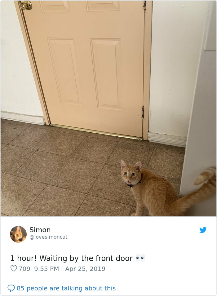 These Two Cats Fell In Love After Seeing Each Other Through Windows, Their Owners Make Sure They Get A Date