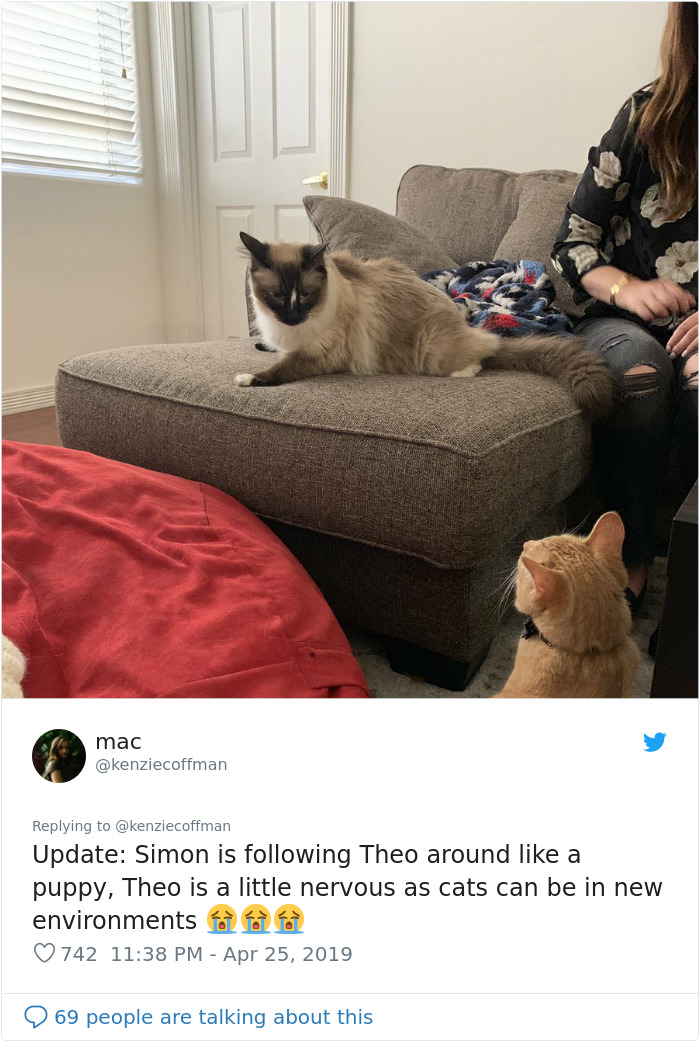 These Two Cats Fell In Love After Seeing Each Other Through Windows, Their Owners Make Sure They Get A Date These Two Cats Fell In Love After Seeing Each Other Through Windows, Their Owners Make Sure They Get A Date