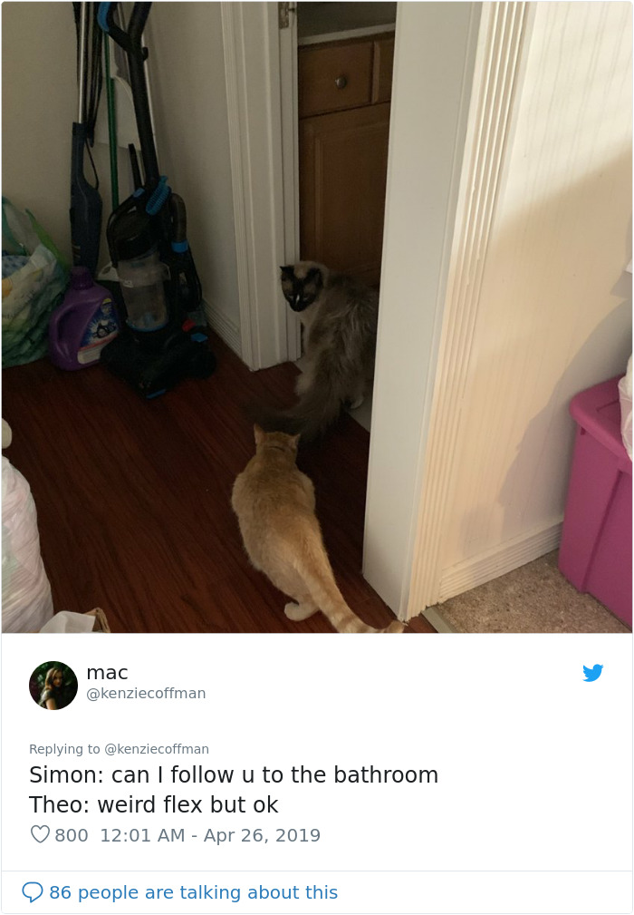 These Two Cats Fell In Love After Seeing Each Other Through Windows, Their Owners Make Sure They Get A Date These Two Cats Fell In Love After Seeing Each Other Through Windows, Their Owners Make Sure They Get A Date