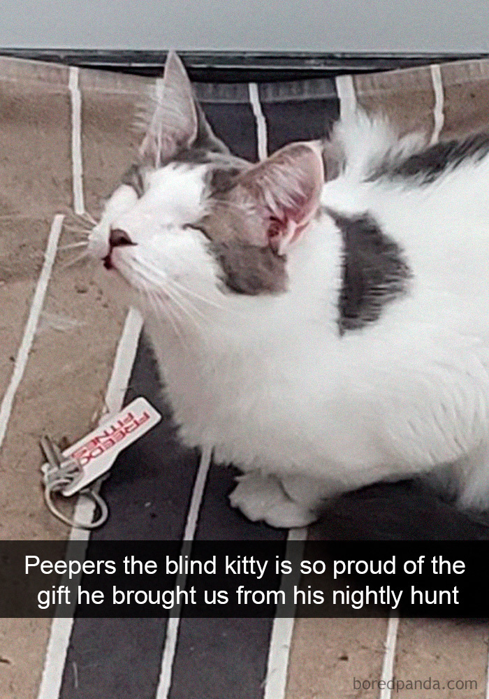 Cat-Snapchats