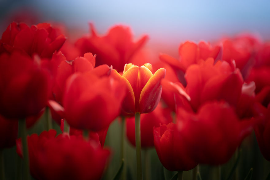Amazing Footage Of The Dutch Tulips
