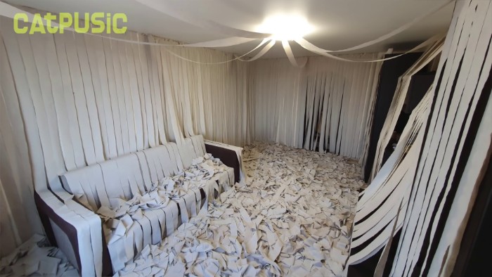 Video Of Cat Going Crazy In A Room Full Of Toilet Paper Goes Viral Video Of Cat Going Crazy In A Room Full Of Toilet Paper Goes Viral