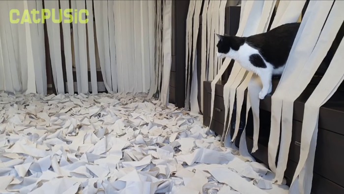 Video Of Cat Going Crazy In A Room Full Of Toilet Paper Goes Viral Video Of Cat Going Crazy In A Room Full Of Toilet Paper Goes Viral