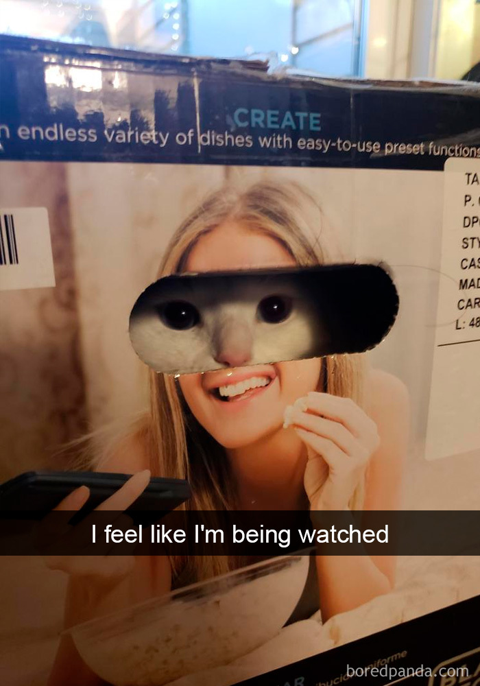 Cat-Snapchats