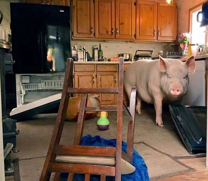 Couple Thinks They Adopted A Mini-Pig, Keeps Her As A Pet Even After It Grows To Be 650 Lbs Couple Thinks They Adopted A Mini-Pig, Keeps Her As A Pet Even After It Grows To Be 650 Lbs